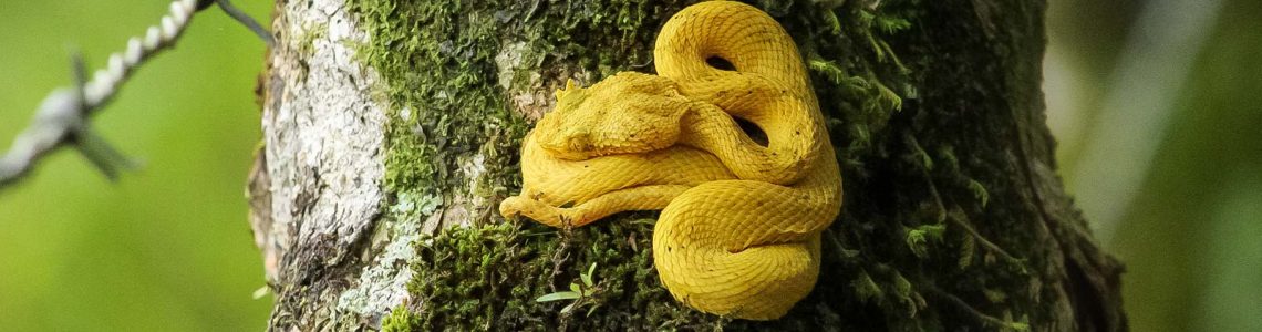 One-with-nature-costa-rica-Eye-Lash-Viper