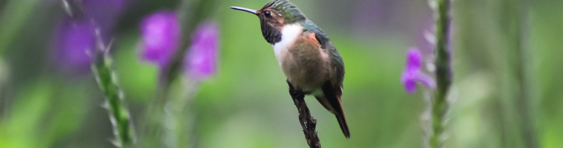 hummingbird-costa-rica-one-with-nature