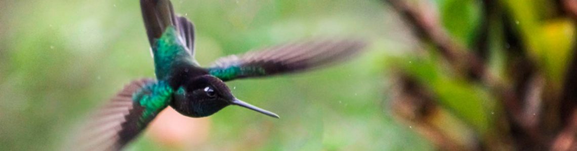 one-with-nature-costa-rica-hummingbird